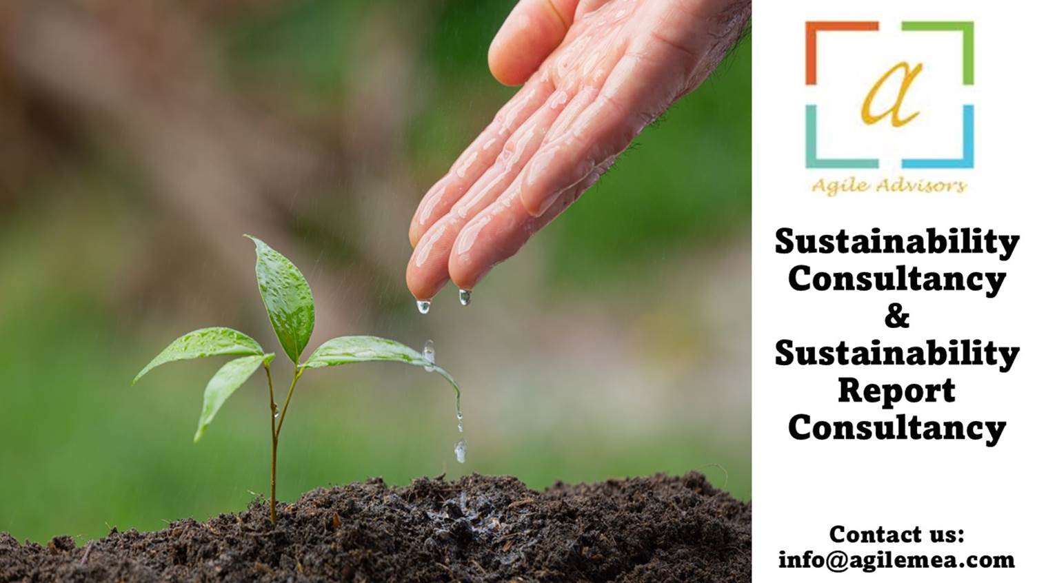 A hand pouring water onto a small plant
AI-generated content may be incorrect.