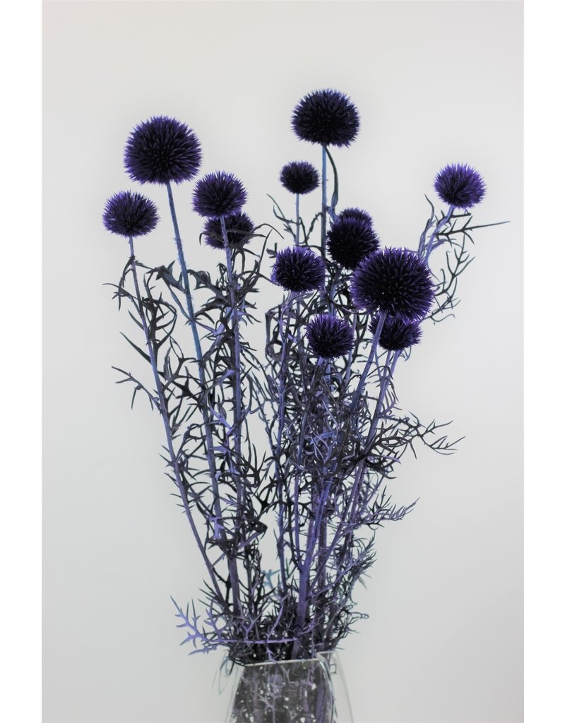 preserved-echinops-globe-thistle-violet