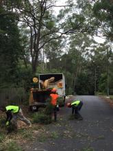 tree cutting North Shore