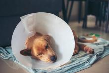 Veterinary Surgery