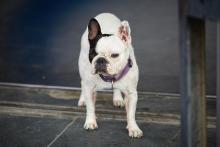  French Bulldog for sale near you