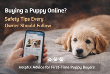 TeddyPups