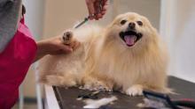 Dog Grooming in Chandigarh