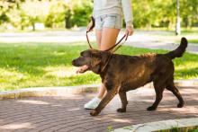 Dog Walkers in Surat