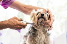 Dog Grooming in Bhubaneswar