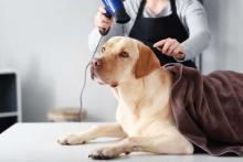 Dog Grooming in Kochi