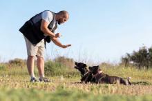 Dog Training in Chandigarh