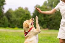 Dog Training in Nagpur