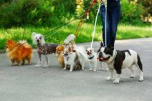 Dog Walkers in Amritsar