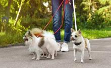 Dog Walkers in Bhopal