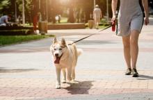 Dog Walkers in Bhubaneswar
