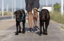 Dog Walking Services in Mumbai