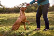 Dog Trainer in Bhubaneswar