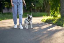 Dog Walking Services in Agra