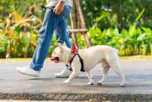 Dog Walking Services in Visakhapatnam