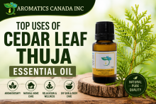 Cedar Leaf Thuja Essential Oil