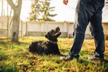 Dog Training Service in Bangalore