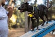 Dog Training Service in Chennai