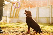 Dog Training Service in Delhi