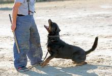 Dog Training Service in Hyderabad