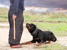 Dog Training Service in Mumbai