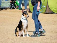 Dog Training Service in Noida