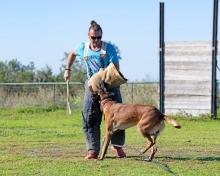 Dog Training Service in Pune