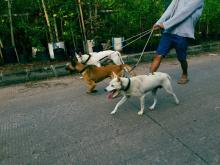 Dog Walkers in Hyderabad