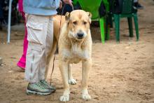 Dog Walkers in Amritsar
