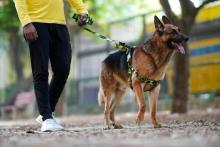 Dog Walkers in Chandigarh