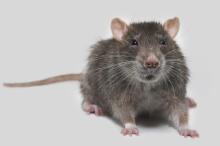 pest control mice
