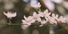 Pregnancy Loss Counsellor Sydney