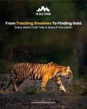  jungle safari Ranthambore