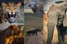 safari luggage restrictions