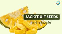 Jackfruit Seeds Good for Diabetes Patients