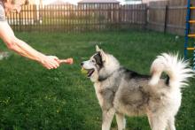 Dog Training Service in Ajmer
