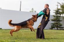 Dog Training Service in Mysore