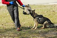 Dog Training Service in Raipur