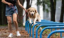 Dog Training Service in Srinagar JK