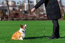 Dog Training Service in Visakhapatnam