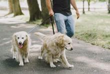 Dog Walkers in Mysore