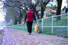Dog Walkers in Raipur