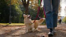 Dog Walkers in Srinagar JK