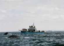 Newfoundland cod fishing