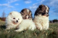 Pomeranian Puppies for Sale in Chennai