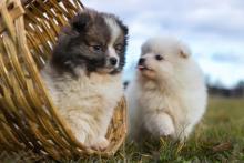 Pomeranian Puppies for Sale in Pune