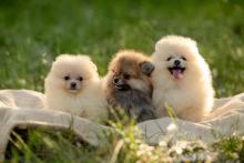 Pomeranian puppies for sale in Hyderabad