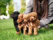 Poodle Puppies for Sale in Bangalore