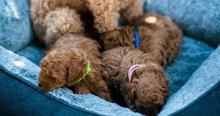 Poodle Puppies for Sale in Hyderabad