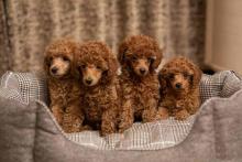 Poodle Puppies for Sale in Pune